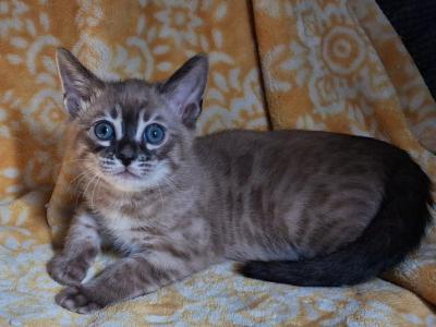 Blizzard - Bengal - Gallery Photo #1