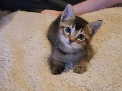 Ruddy Male - Abyssinian - Gallery Photo #1