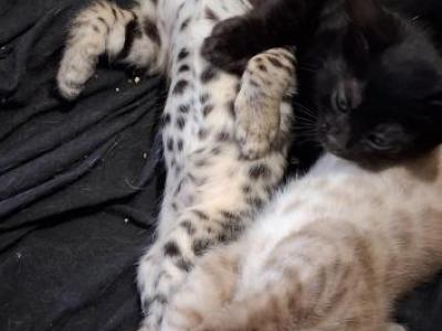 Banchee - Bengal - Gallery Photo #1