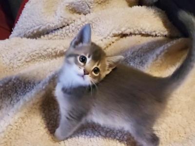 Blue Female 1 - Abyssinian - Gallery Photo #1