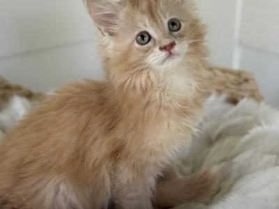 Bella - Maine Coon - Gallery Photo #1