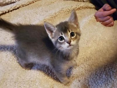 Blue Female 2 - Abyssinian - Gallery Photo #1