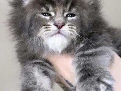 Fern - Maine Coon - Gallery Photo #1