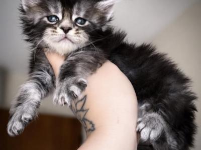 Midnight - Maine Coon - Gallery Photo #1