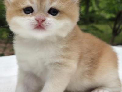 Shady - British Shorthair - Gallery Photo #1