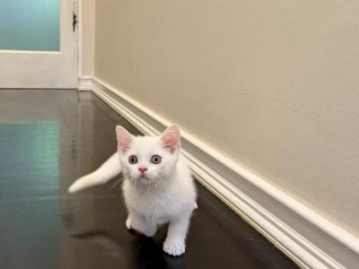 Marshmallow - British Shorthair - Gallery Photo #1
