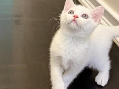 Marshmallow - British Shorthair - Gallery Photo #1