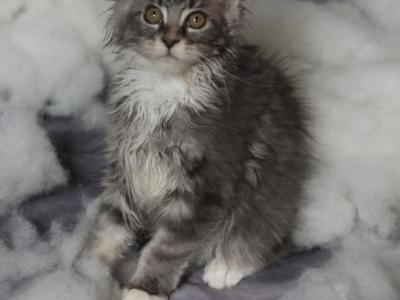 Grayce - Maine Coon - Gallery Photo #1