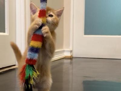 Merida - British Shorthair - Gallery Photo #1