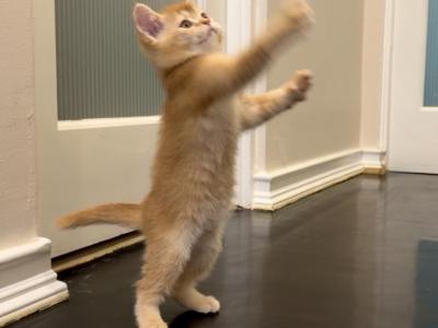 Merida - British Shorthair - Gallery Photo #1