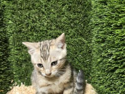 Cleo Litter - Bengal - Gallery Photo #1