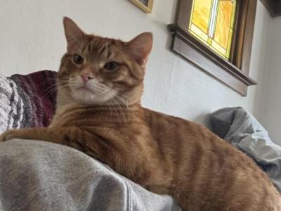 Mish Mish And Asad - Domestic - Gallery Photo #1