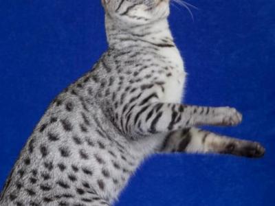 Wednesday & Jasper - Savannah - Gallery Photo #1