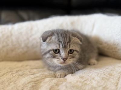 Orion - Scottish Fold - Gallery Photo #1
