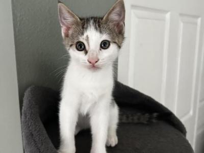 Junior - Domestic - Gallery Photo #1