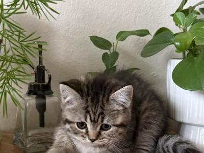 Tea - Scottish Straight - Gallery Photo #1