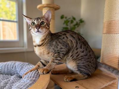 Bebe F5 Savannah Female - Savannah - Gallery Photo #1