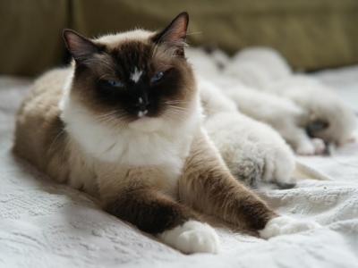 Echo's Litter - Ragdoll - Gallery Photo #1