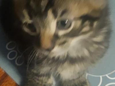 Kitty - Egyptian Mau - Gallery Photo #1