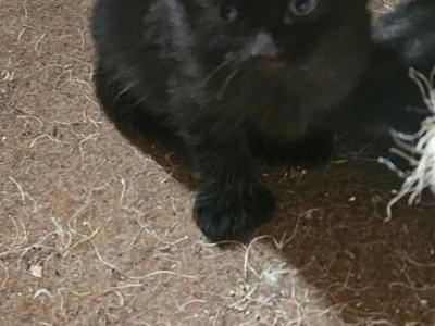 Kitten2 - Bombay - Gallery Photo #1