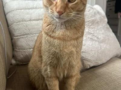 Noodle - American Shorthair - Gallery Photo #1