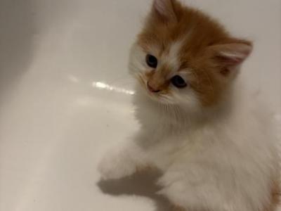 Ginger Ale - Persian - Gallery Photo #1