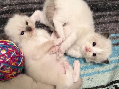 TICA Ragdoll Kittens - Ragdoll - Gallery Photo #1
