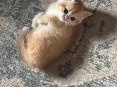 Sierra - Scottish Straight - Gallery Photo #1