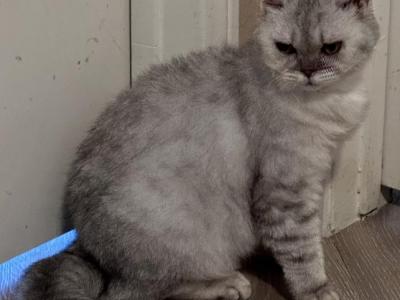 Silver Gray Selkirk Rex Kitten - Selkirk Rex - Gallery Photo #1