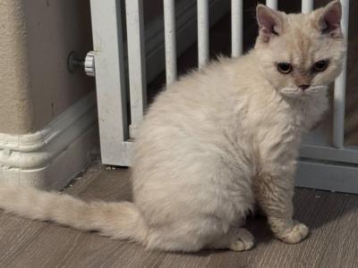 Cream Colored Selkirk Rex Short Haired - Selkirk Rex - Gallery Photo #1