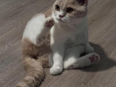 Marmalade British Shorthair - British Shorthair - Gallery Photo #1