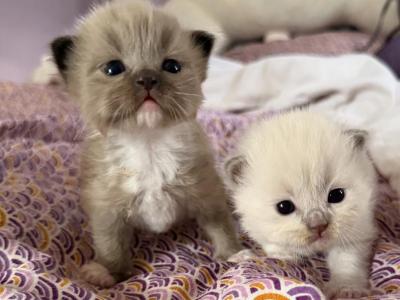 The Pancake Factor Litter - Ragdoll - Gallery Photo #1