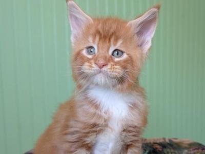 Fox Monterini - Maine Coon - Gallery Photo #1