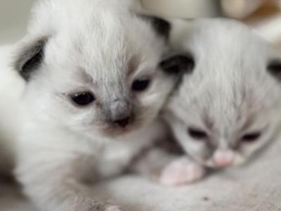 The Cotton Kitten Litter - Ragdoll - Gallery Photo #1