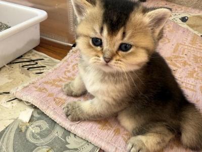 Kesha - Scottish Straight - Gallery Photo #1