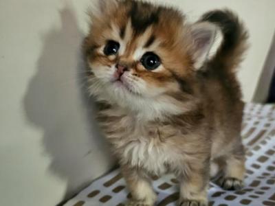 Muffin - British Shorthair - Gallery Photo #1