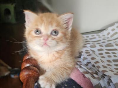 Mango - British Shorthair - Gallery Photo #1