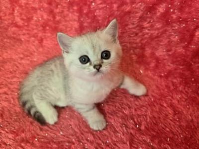 Mika - Scottish Straight - Gallery Photo #1