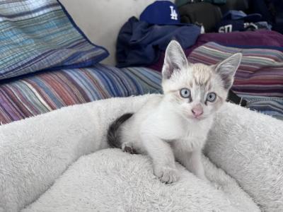Siamese Cuties - Siamese - Gallery Photo #1