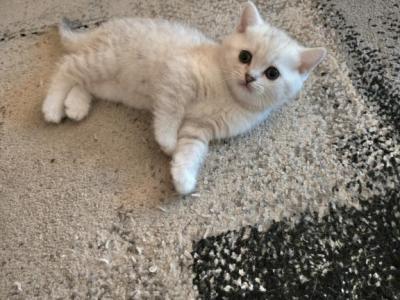 Alice - Scottish Straight - Gallery Photo #1