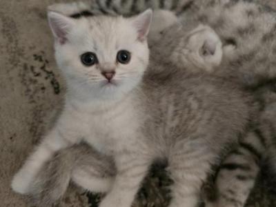 Alisa - Scottish Fold - Gallery Photo #1