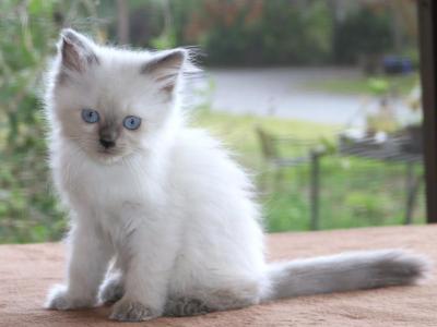 Shay Ragdoll Kitten Blue Lilac Colorpoint Purebred - Ragdoll - Gallery Photo #1