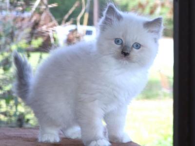 Clover Ragdoll Kitten Blue Lilac Female Mitted - Ragdoll - Gallery Photo #1