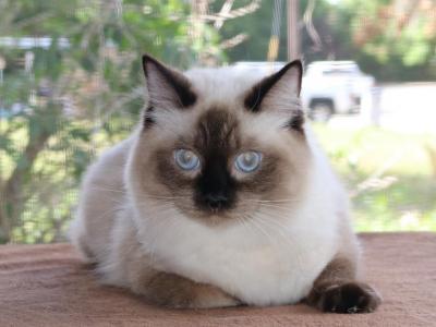 Ragdoll Kitten Cocoa Female Colorpoint Seal Mitted - Ragdoll - Gallery Photo #1