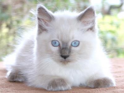 Ragdoll Kitten Mary Blue Lilac Female Blue Mitted - Ragdoll - Gallery Photo #1