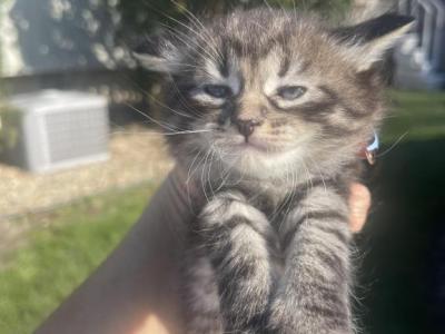 Mixed Ragdoll Kittens - Ragdoll - Gallery Photo #1