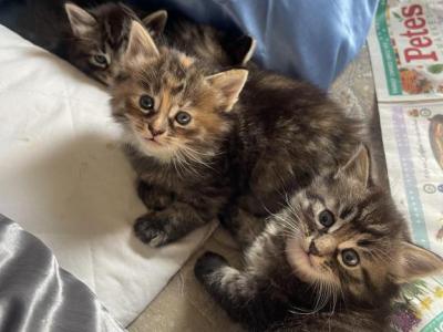 Mixed Ragdoll Kitten Female - Ragdoll - Gallery Photo #1