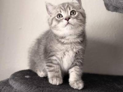 Scottish Straight Male Cute Kitten - Scottish Straight - Gallery Photo #1