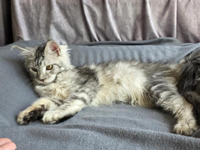 Zeus X Victoria - Maine Coon - Gallery Photo #1