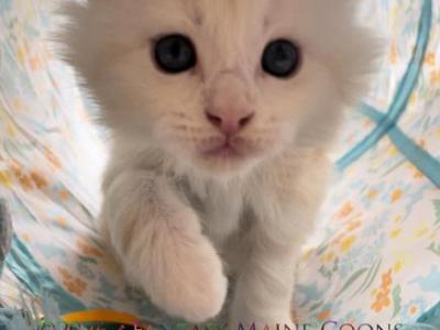 Cream Puff - Maine Coon - Gallery Photo #1